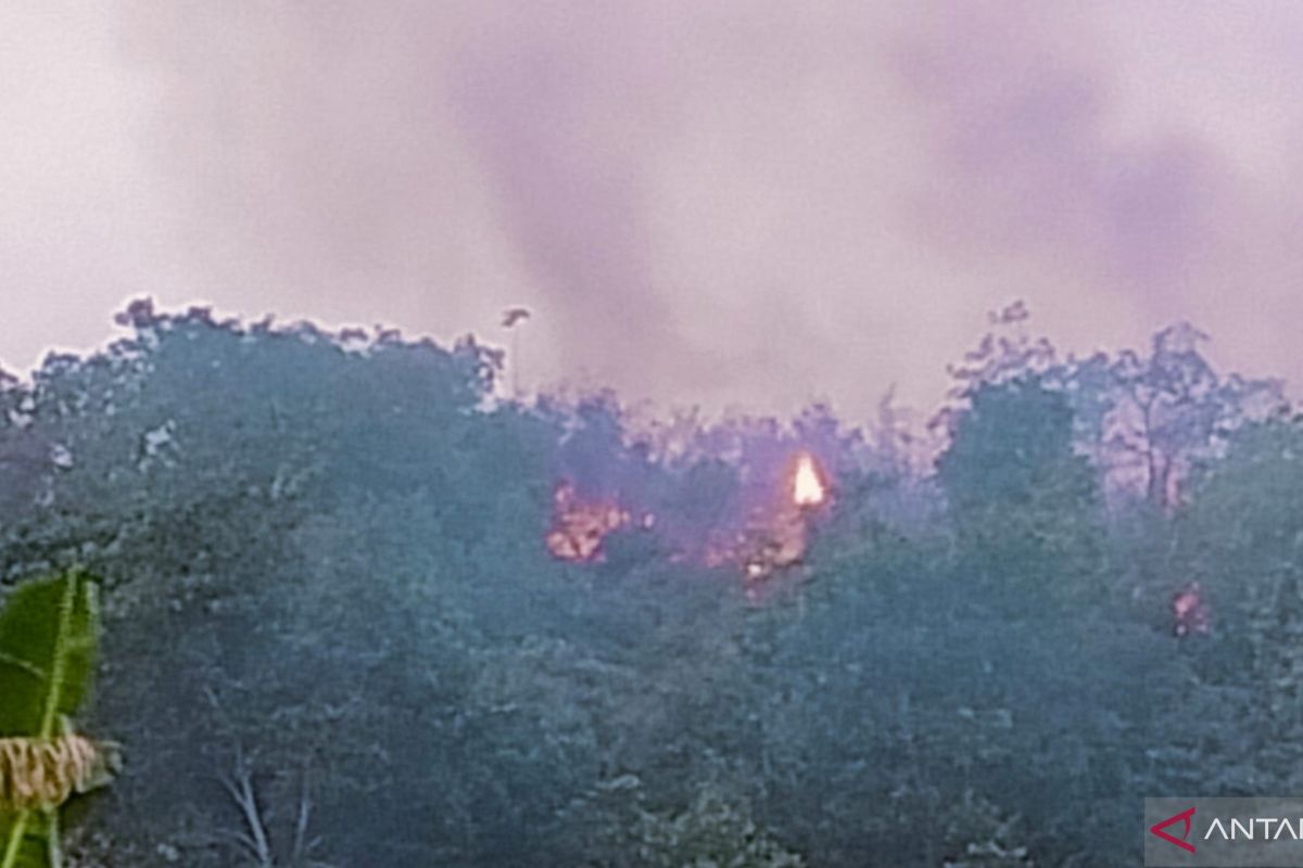 Dishut: 116 kasus karhutla membakar 211,88 hektare lahan di Sultra