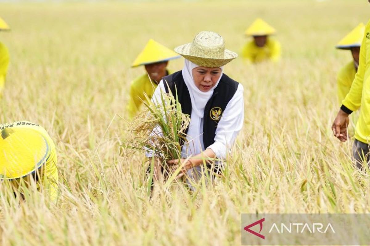 Jatim kukuhkan posisi sebagai lumbung pangan Nasional