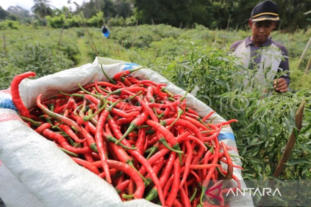 Cabai merah penyumbang dominan deflasi Aceh pada Oktober 2023