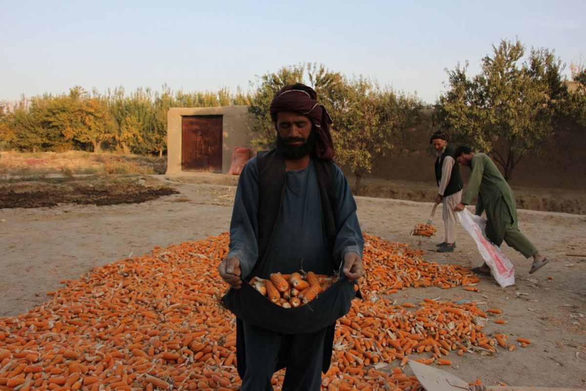 Album Asia: Menengok panen jagung di Balkh, Afghanistan