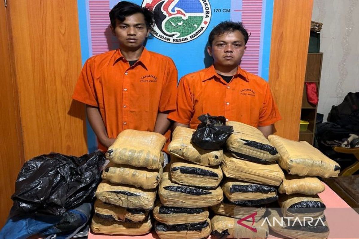 Kurir ganja lintas provinsi ditangkap Polres Madina, belasan kilogram ganja kering diamankan