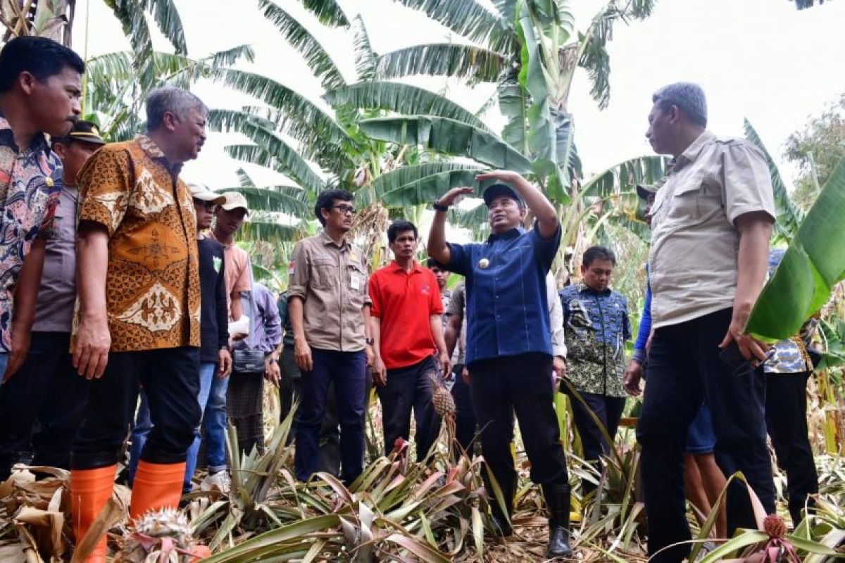 Pj Gubernur Sulsel perlihatkan cara perbanyak anakan pisang di Pinrang