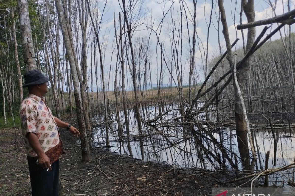 Tambang PT Ciracap rusak pohon karet di Desa Kinarum Tabalong