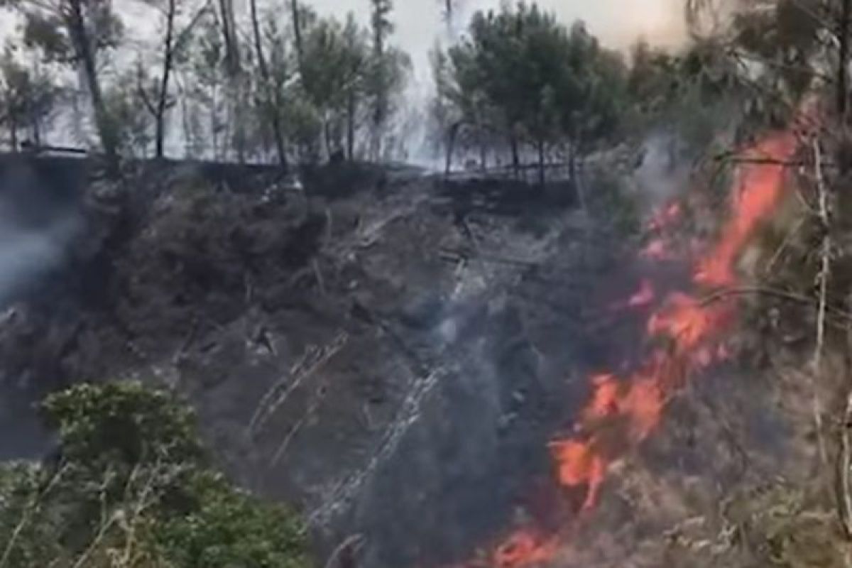 Kebakaran lahan di hutan Gomongan kawasan Gunung Rinjani NTB capai 55 hektare