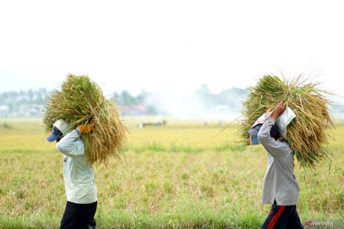 Luas panen padi di Gorontalo meningkat
