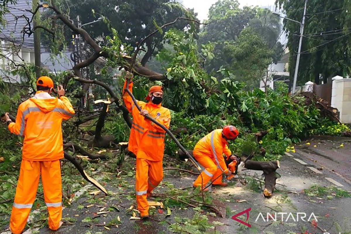 Pemkot Jakarta Selatan pangkas ribuan pohon antisipasi tumbang