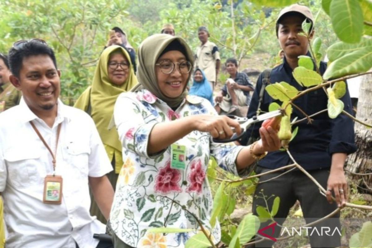 Program RHL kembangkan tanaman buah jambu mete di Gorontalo