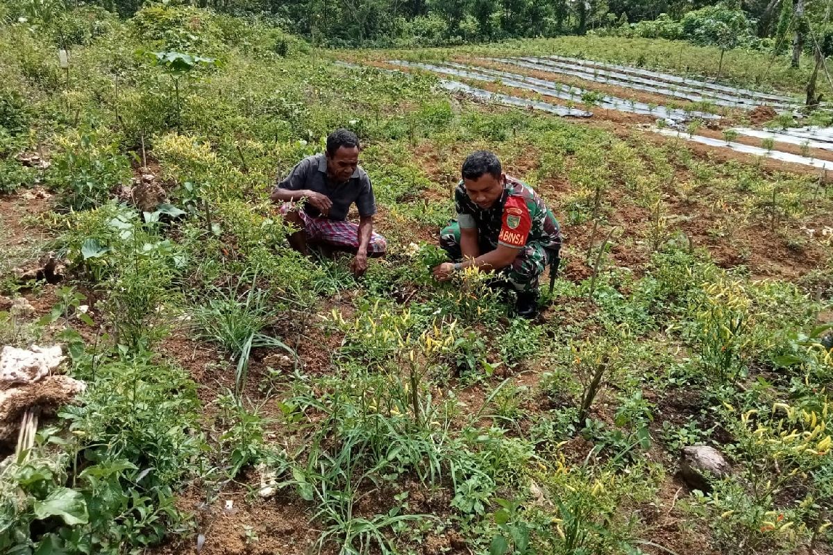 Pergeseran dari lahan padi ke tanaman cabai di Temanggung 2.000-3.000 hektare