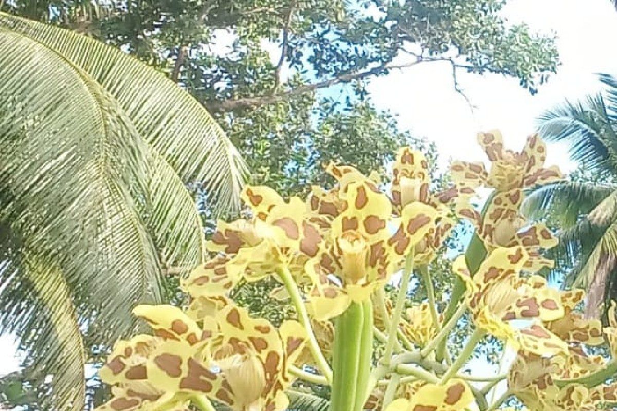 BKSDA Biak perketat pengawasan tumbuhan-satwa khas Papua dilindungi