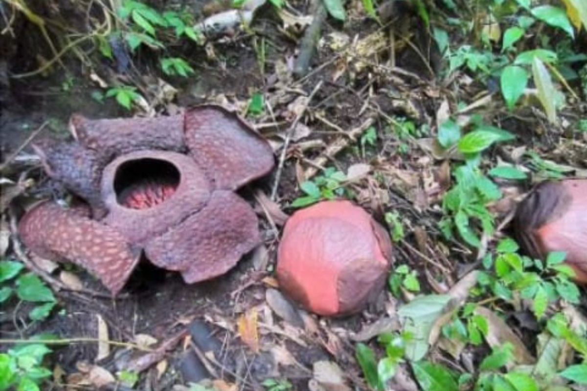 Lima individu bunga rafflesia bakal mekar di Palupuh Agam