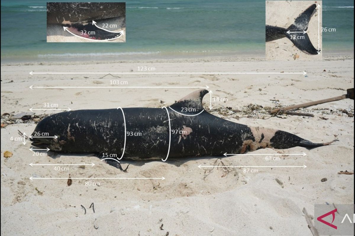 KKP kubur paus terdampar di Gili Trawangan