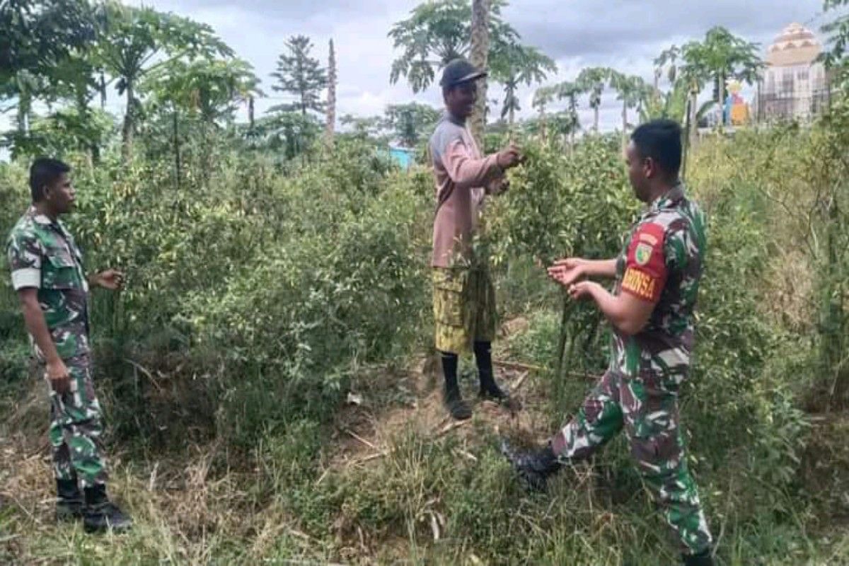 Babinsa Koramil 1710-02 Timika dan petani dukung  ketahanan pangan