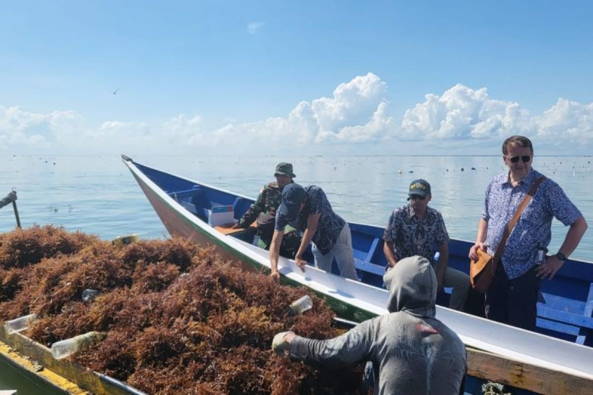 Tim Bank Dunia Kunjungi Lokasi Budidaya Rumput Laut