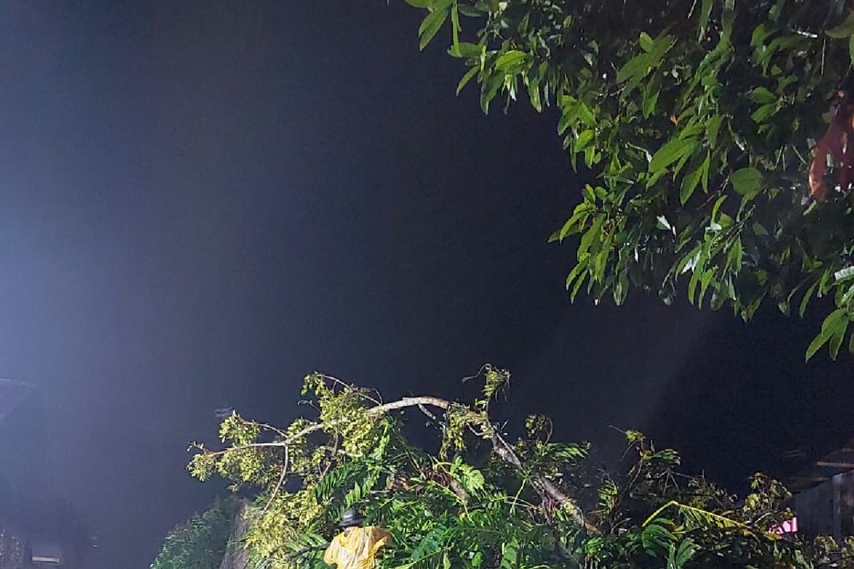 BPBD Padang tangani pohon tumbang yang timpa rumah warga