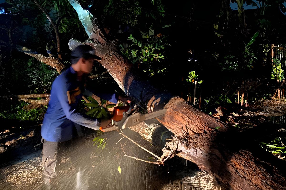 BPBD Tangerang tangani tiga pohon tumbang akibat hujan disertai angin