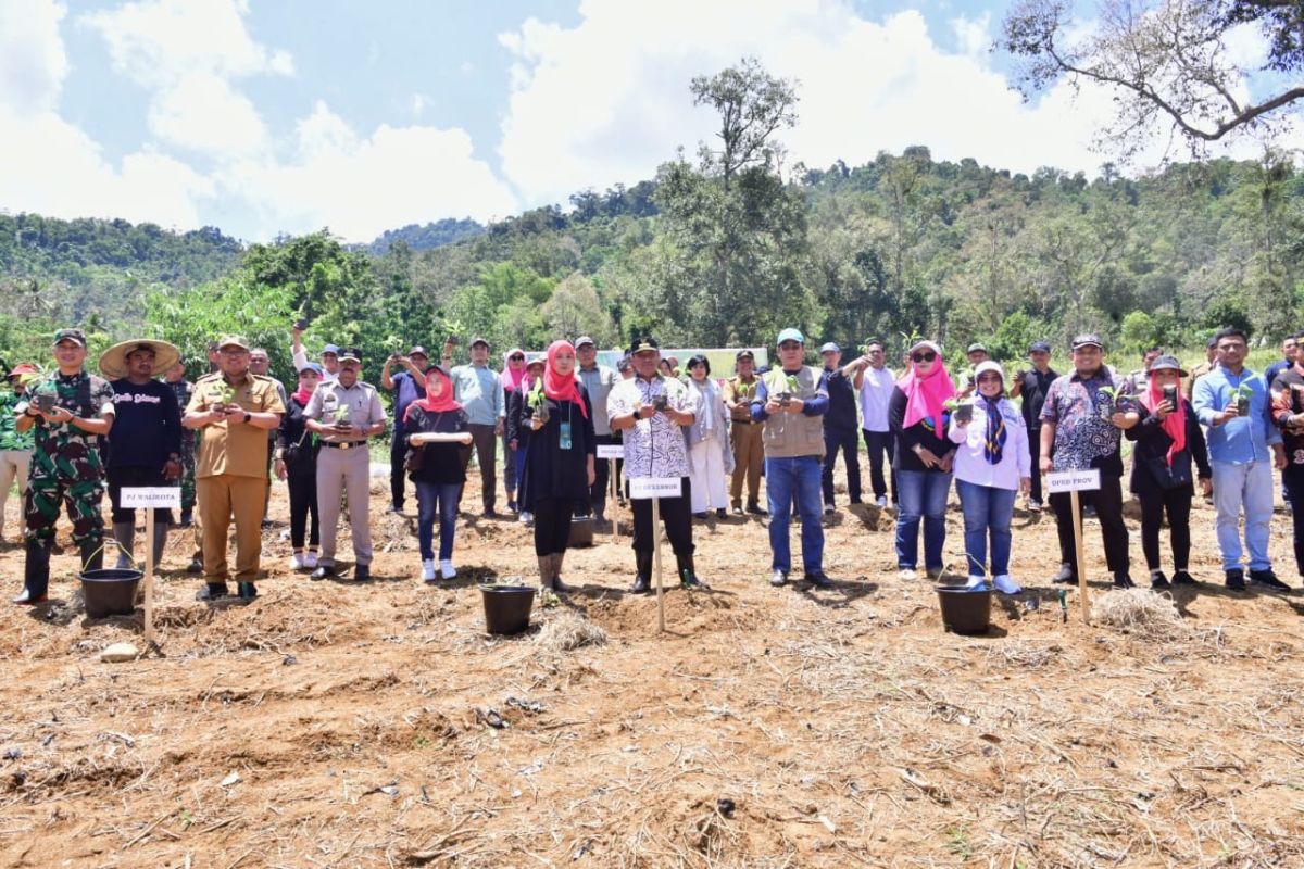 Pemkot Palopo telah siapkan 48 hektare lahan untuk budidaya pisang