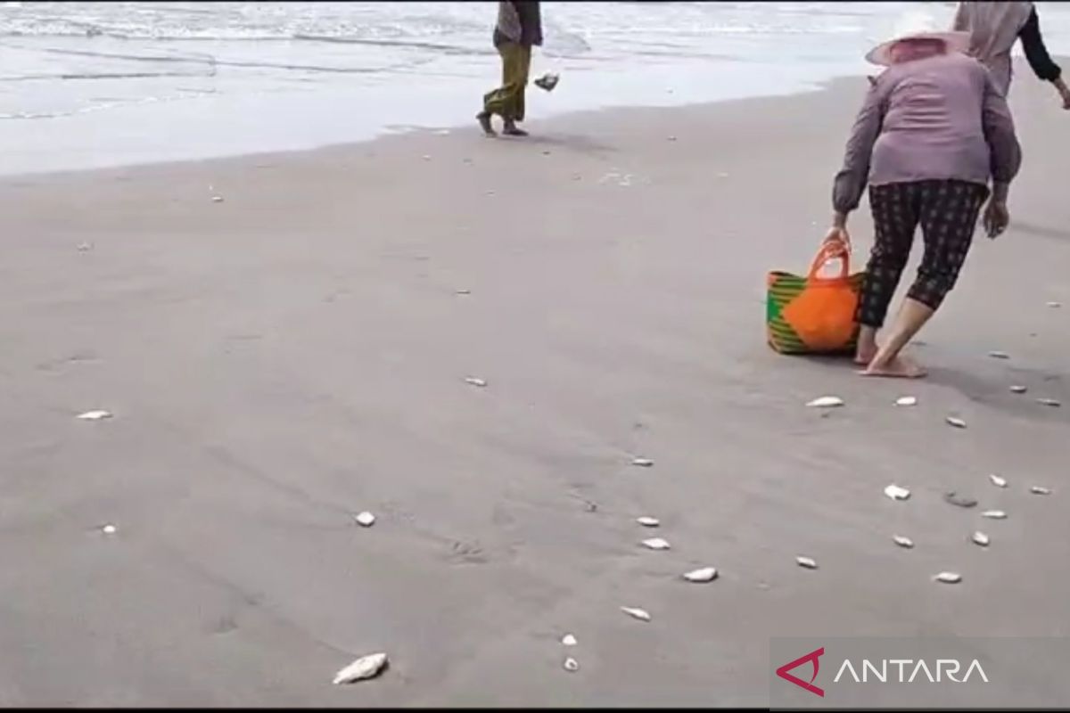 Ini tanggapan Dinas Perikanan Mukomuko adanya ikan berserakan di pantai