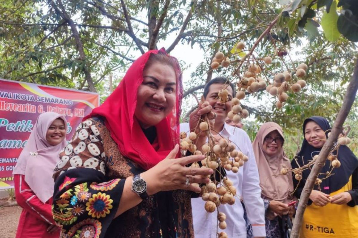 Wali Kota Semarang panen kelengkeng di kebun  warga