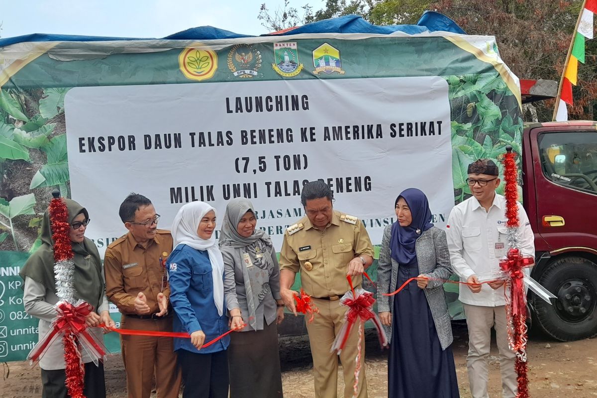 7,5 ton daun talas beneng Banten di ekspor ke Amerika Serikat