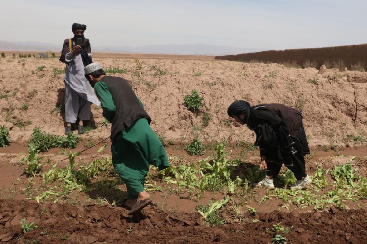 Budi daya opium di Afghanistan turun 95 persen pascalarangan narkoba