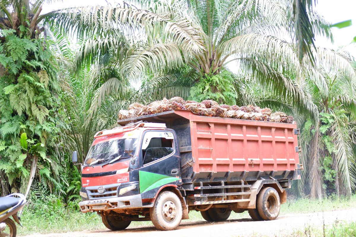 BPS sebut kelapa sawit jadi sektor unggulan Kalbar