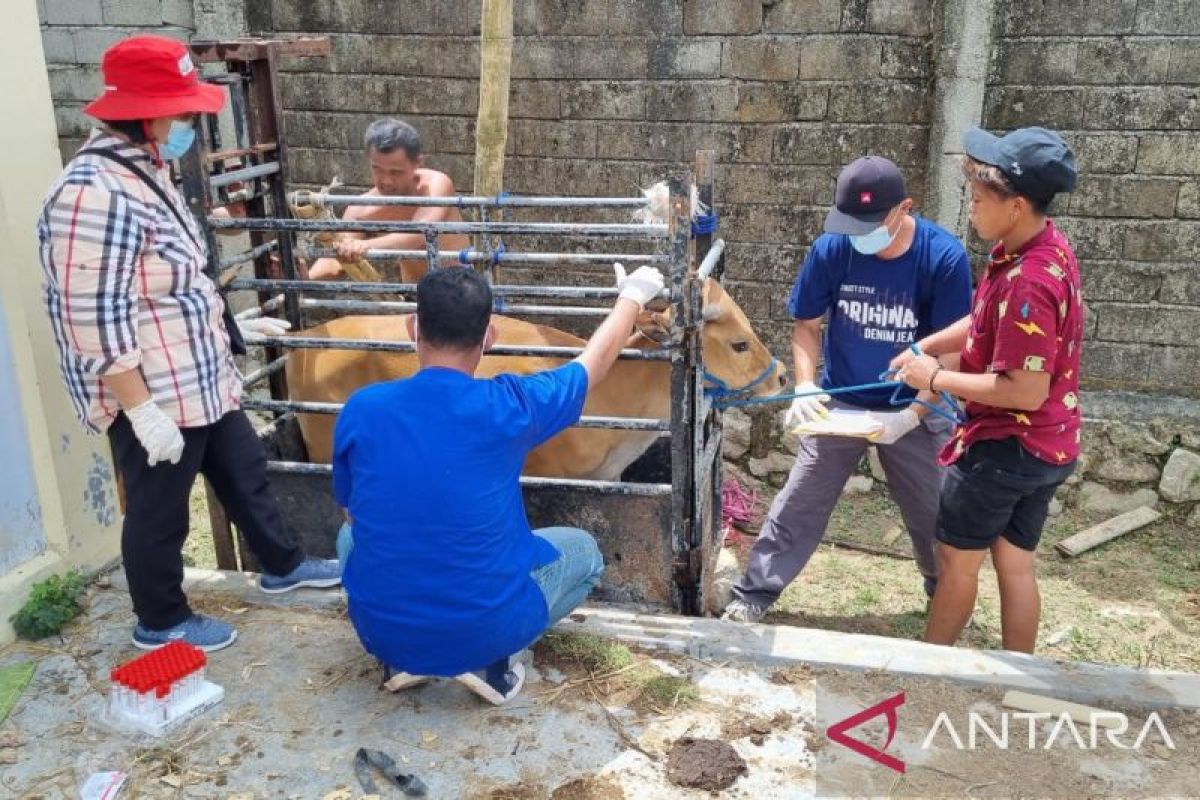 Laboratorium Veteriner Gorontalo gelar survelains kendalikan PMK hewan
