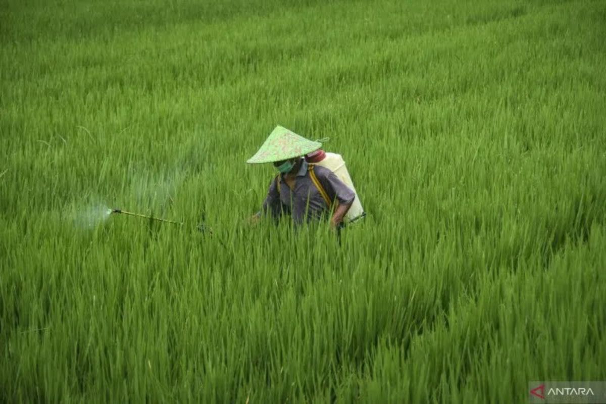 Pakar UGM sebutkan padi berpigmen lebih resisten terhadap hama