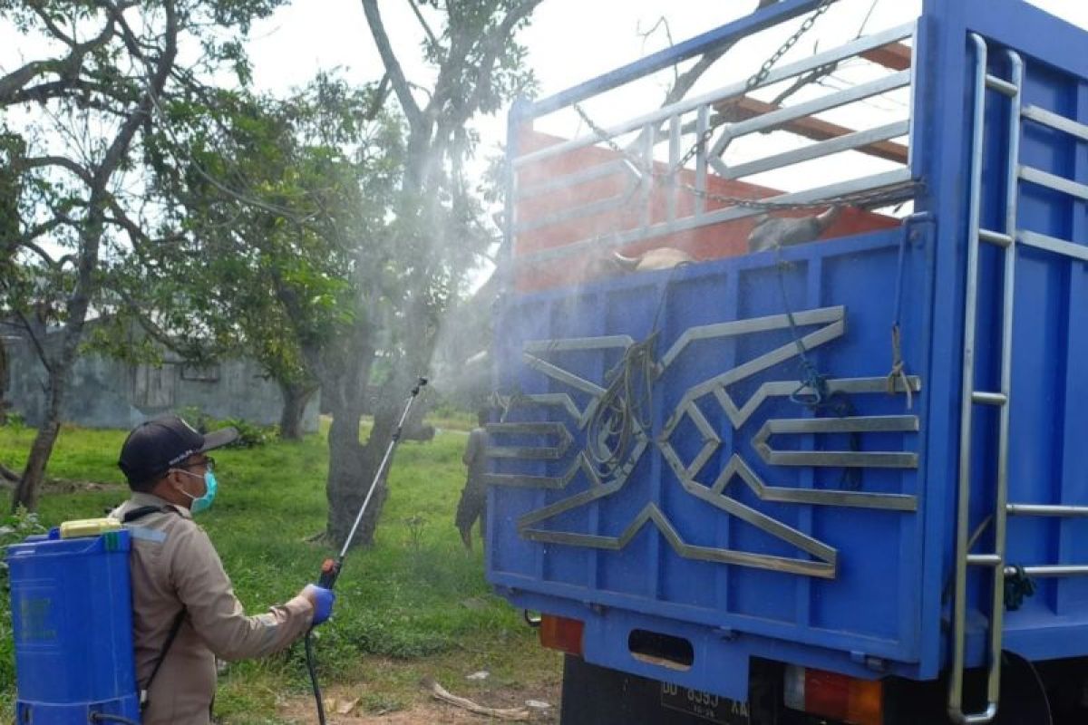 Balai Karantina Ternate lakukan desinfektan 45 ekor sapi beserta alat angkut
