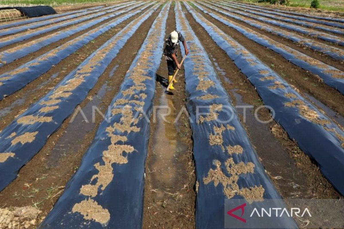 Aceh alami pertumbuhan ekonomi 3,76 persen pada triwulan ketiga 2023