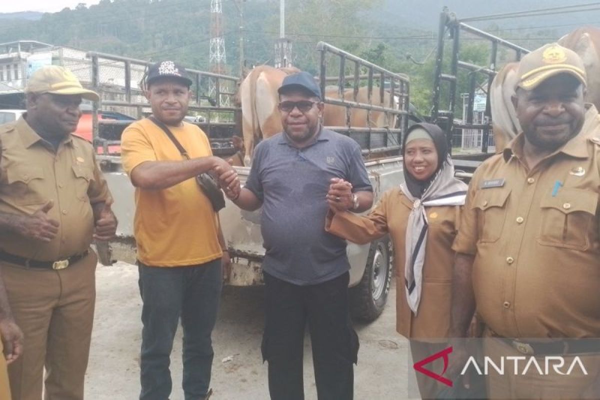DPMK OAP Papua berikan bantuan sapi lima kelompok UMKM Jayapura
