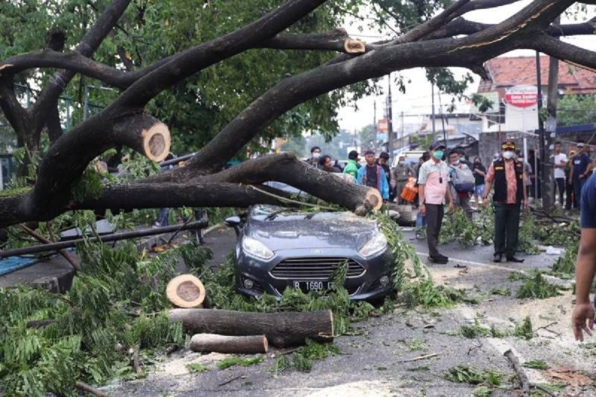 Disbudpar Tangerang cairkan tiga klaim asuransi tertimpa pohon