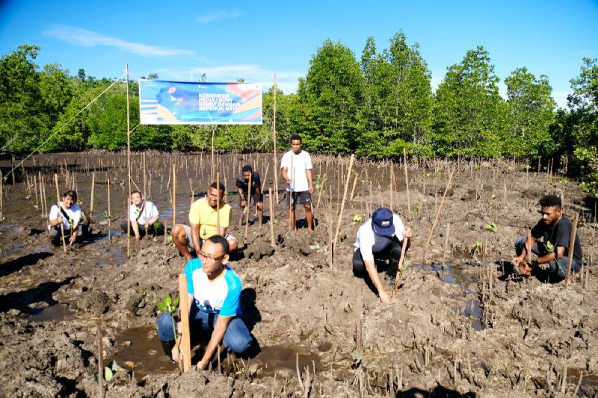 Kemenkeu Papua Barat tanam 500 bibit mangrove di Manokwari