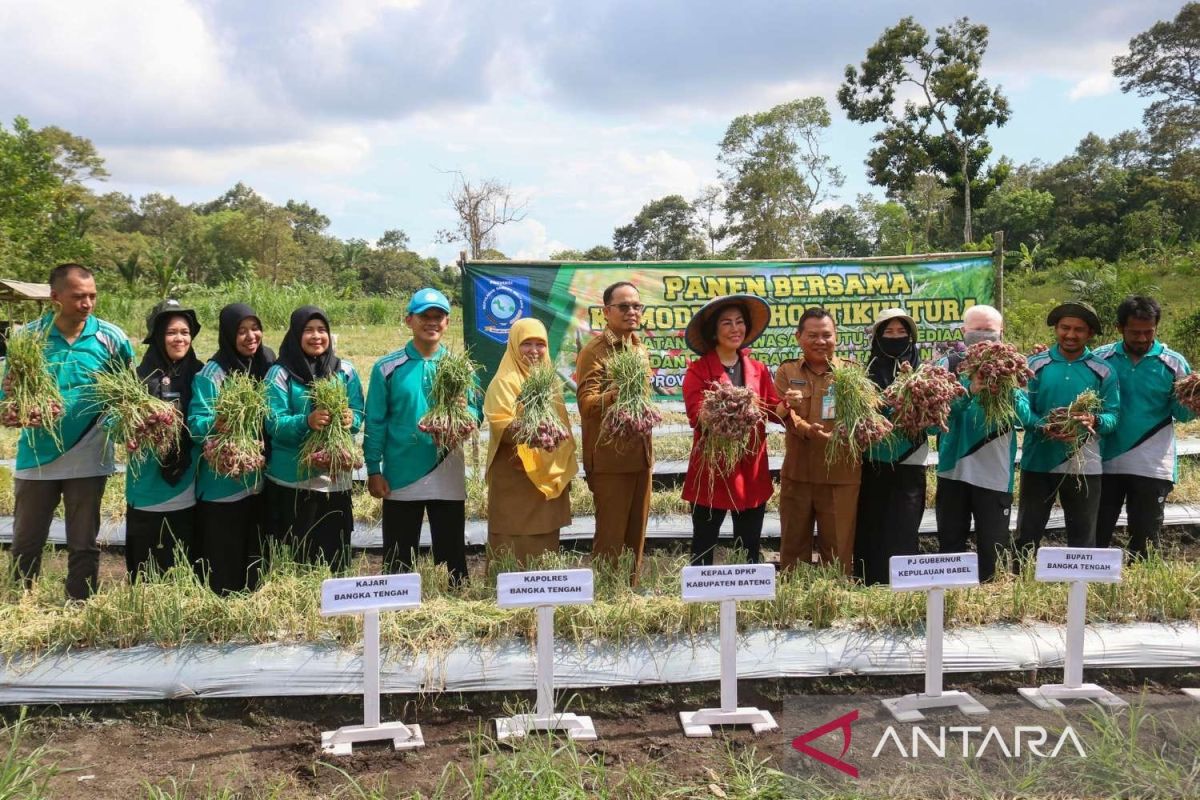 Pemkab Bangka Tengah dorong petani budidayakan bawang merah