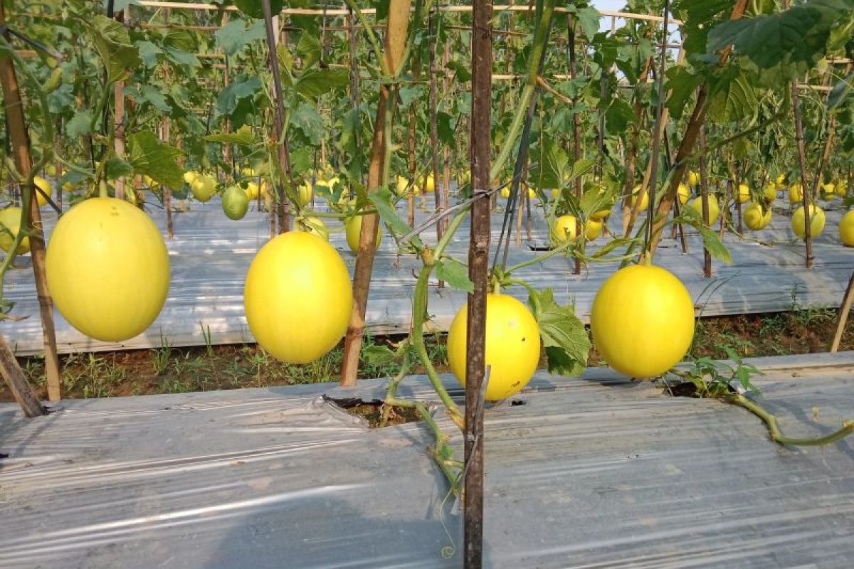 Petani di Lebak raup keuntungan dari panen melon golden