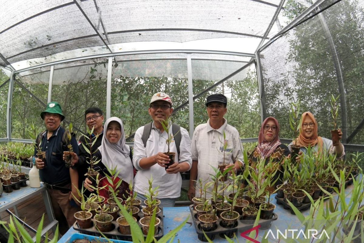 PEPSILI tanam mangrove di Riset Bekantan Pulau Curiak peringati HCPSN