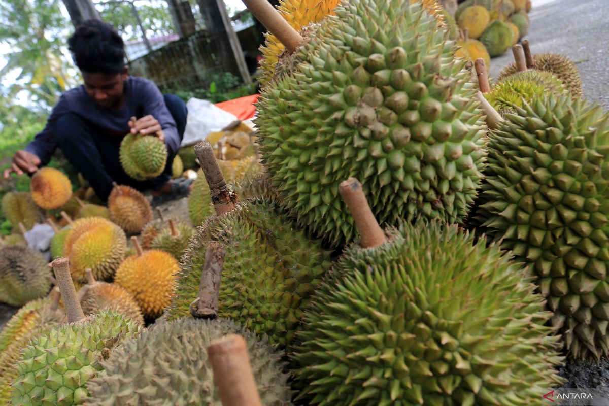 Hasil panen durian Abdya tembus pasar Medan