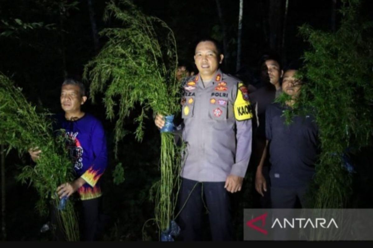 Polisi temukan ladang ganja seluas lima hektare di Mandailing Natal, Sumatera Utara