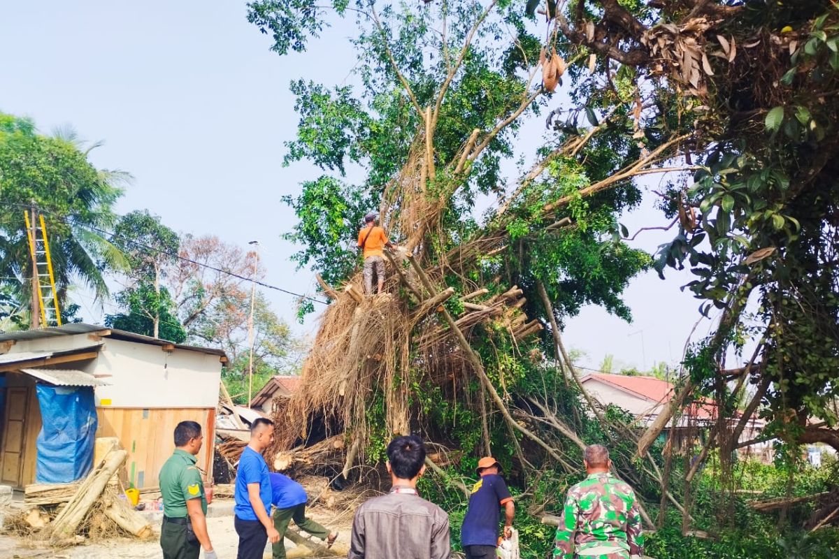 Jalan Rangkasbitung ke Bogor tertutup akibat pohon tumbang
