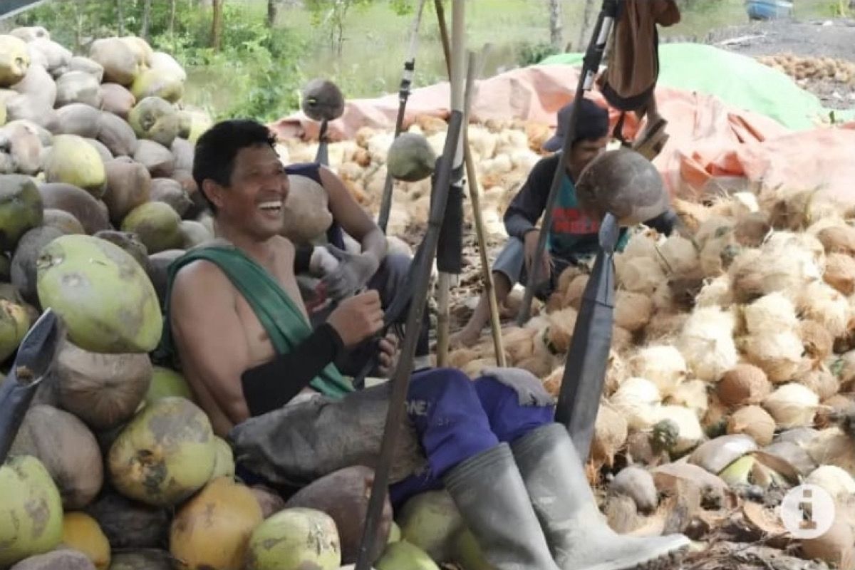 Petani kelapa di Lampumg Timur hadapi masalah hama kwangwung