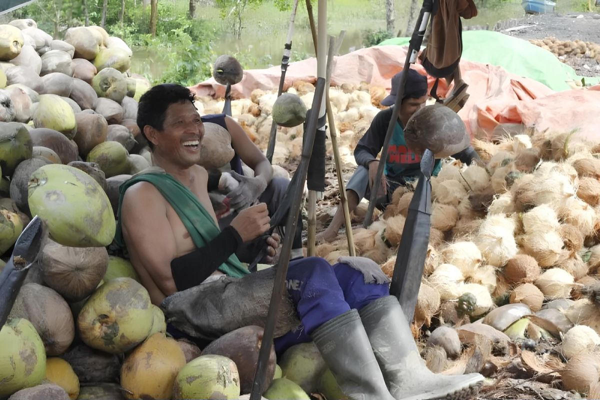 Hama kwangwung masih jadi masalah belum teratasi petani kelapa Lampung Timur