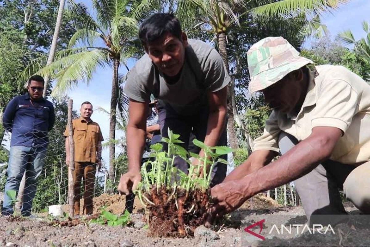 Bea Cukai Aceh inisiasi pengembangan tanaman rami untuk ekspor
