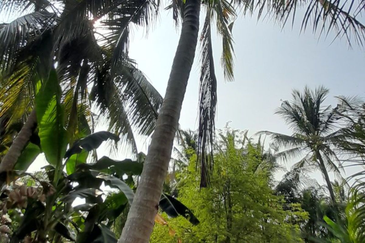 Akibat kemarau, produksi kelapa Lampung Timur turun