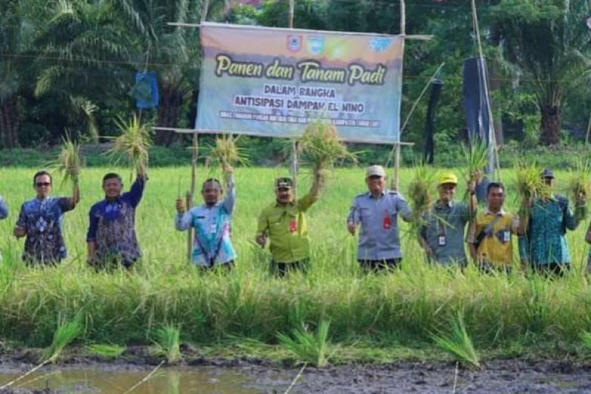 Pemkab Tanah Laut panen padi lokal Siam Lani capai 6,5 ton per hektare