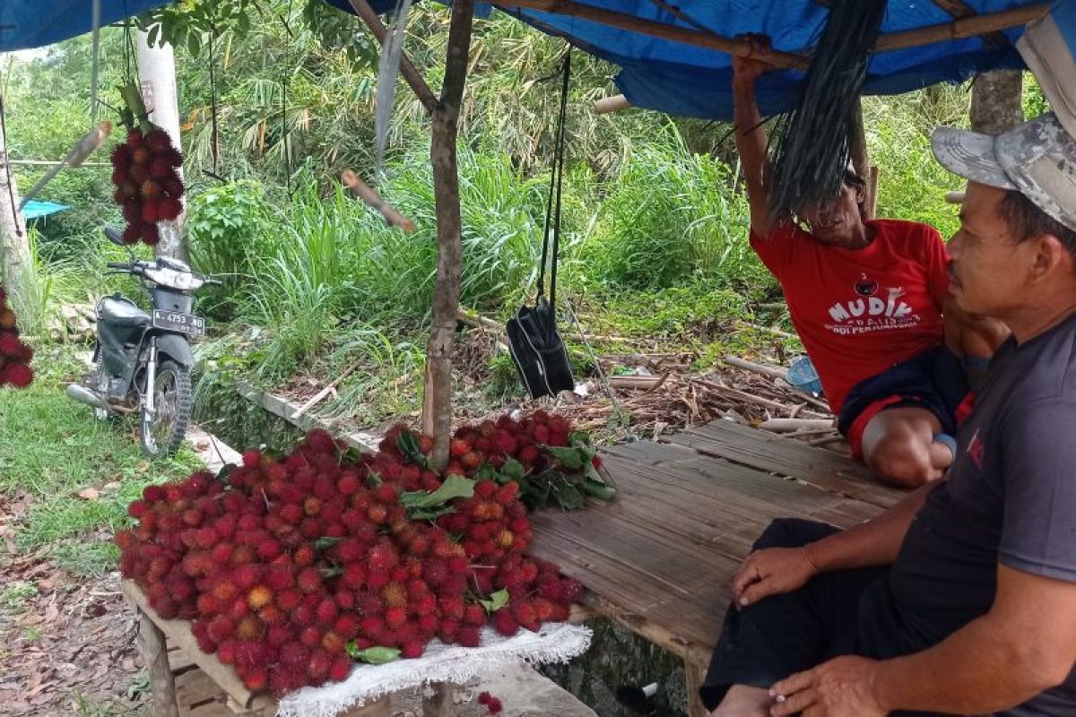 Petani di Lebak Banten raup untung dari panen rambutan