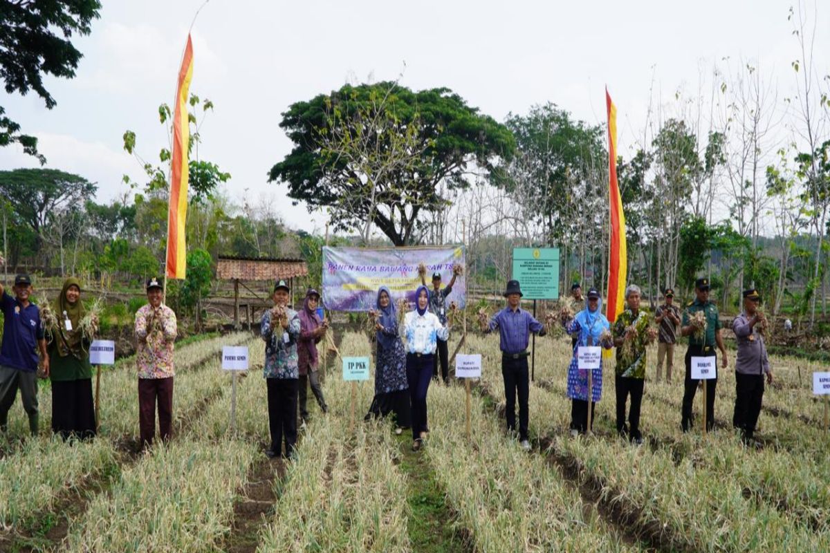 KWT Semin Gunungkidul panen raya bawang merah