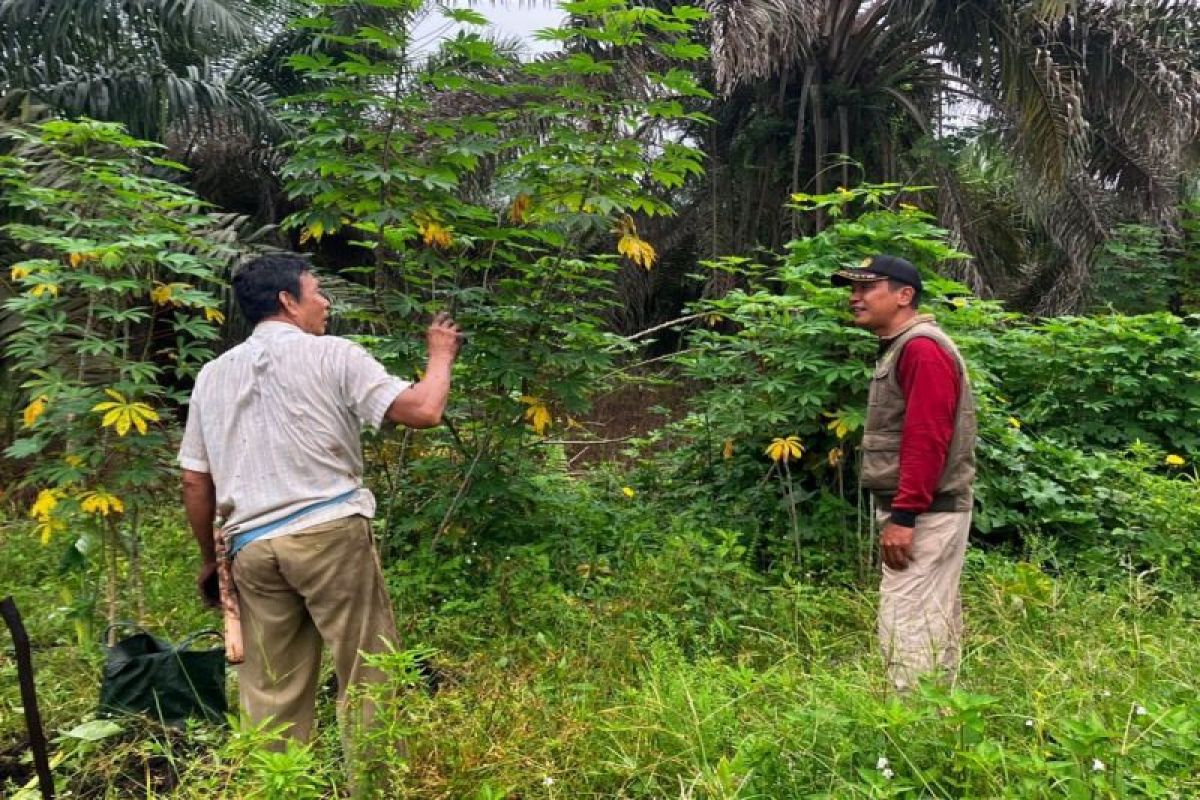 BKSDA telusuri orang utan masuk kebun warga di Sampit