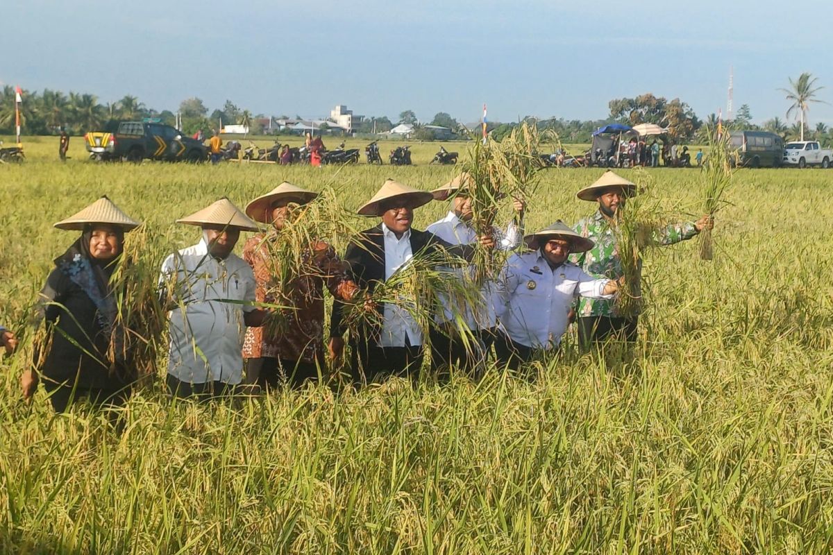 Wamendagri panen raya padi 60 hektare di Kabupaten Nabire