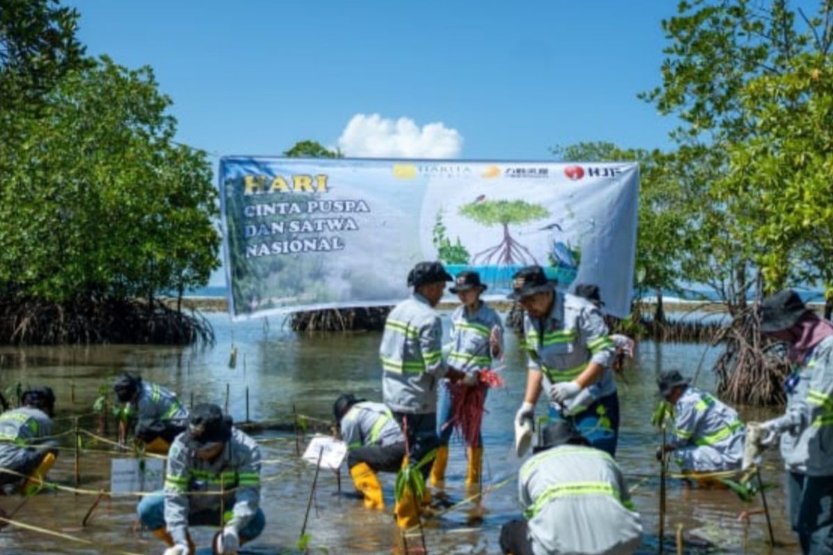Wujud komitmen melestarikan lingkungan, Harita Nickel tanam mangrove