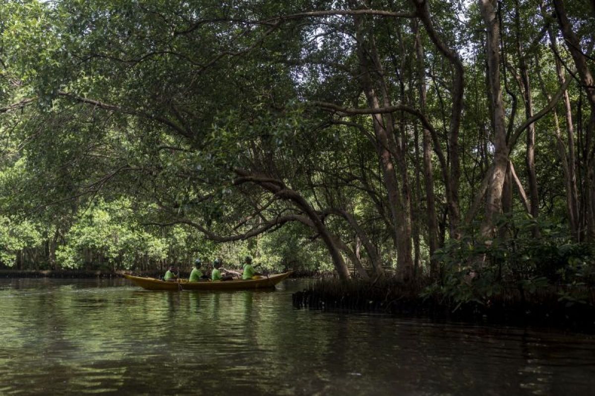 BRIN sebut tanaman mangrove mampu menyerap emisi karbon lima kali lebih besar