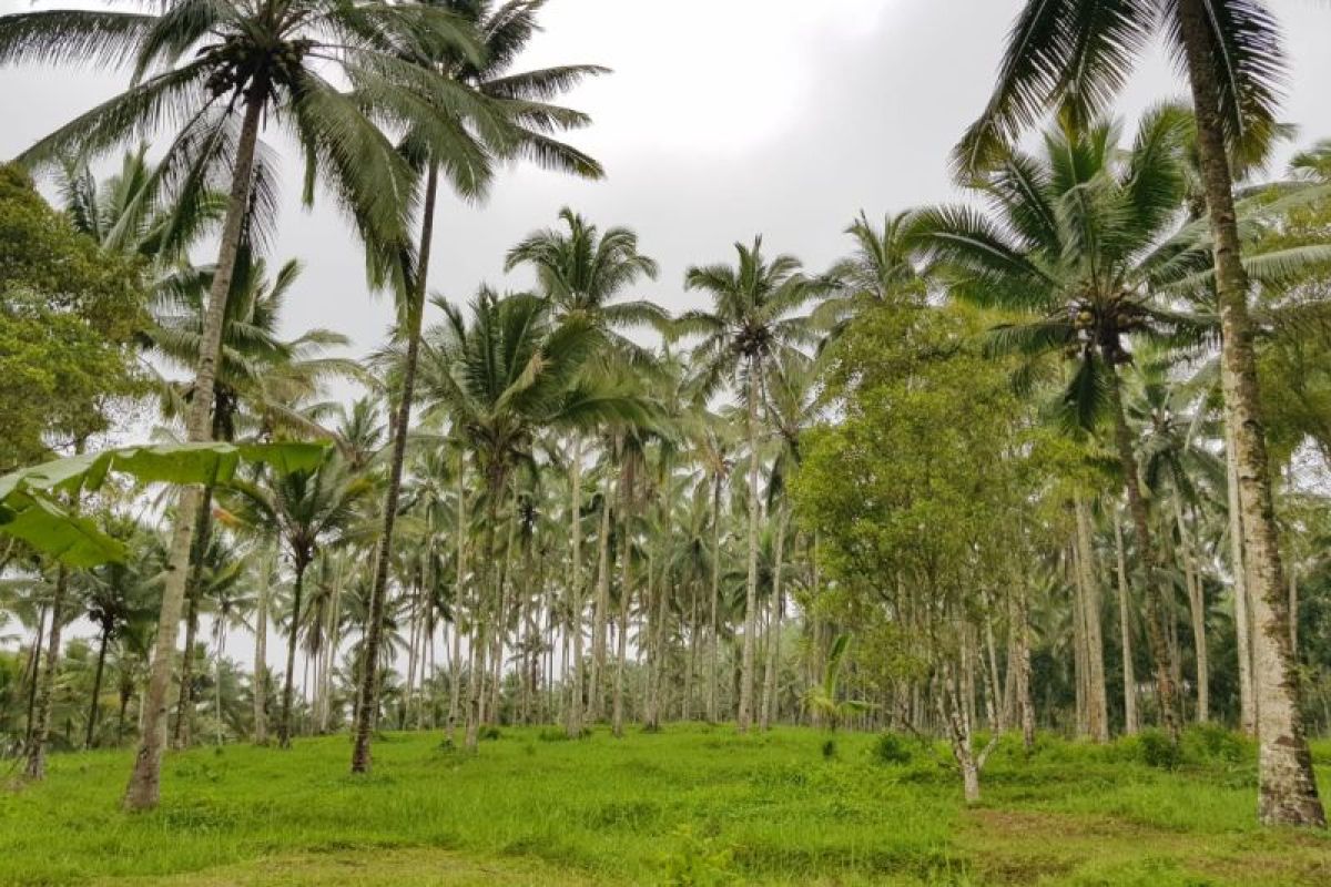 Guru Besar IPB: Hilirisasi kunci utama pengembangan industri kelapa